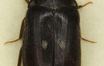 Specimen of a Two-spot carpet beetle